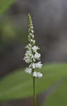 Boykin's milkwort